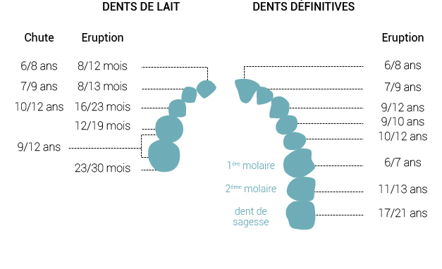 Le Developpement Dentaire De L Enfant A L Adulte Dr Fonquerne